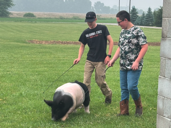 Kayden practicing with a pig at Isler's Farm before the event.